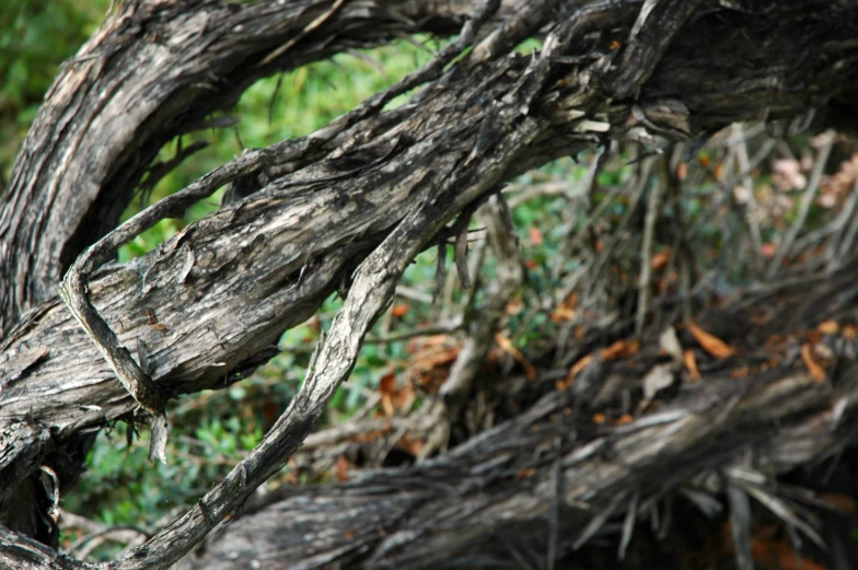 there is a very close view of an old tree