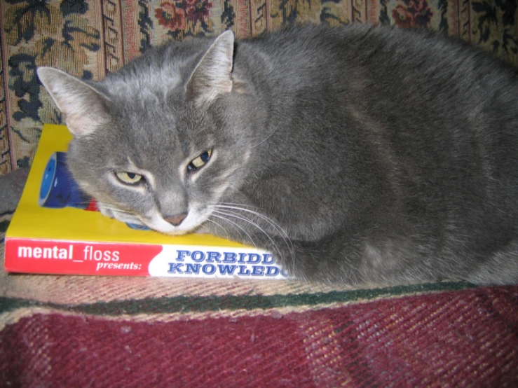 a gray cat is resting on a stack of books