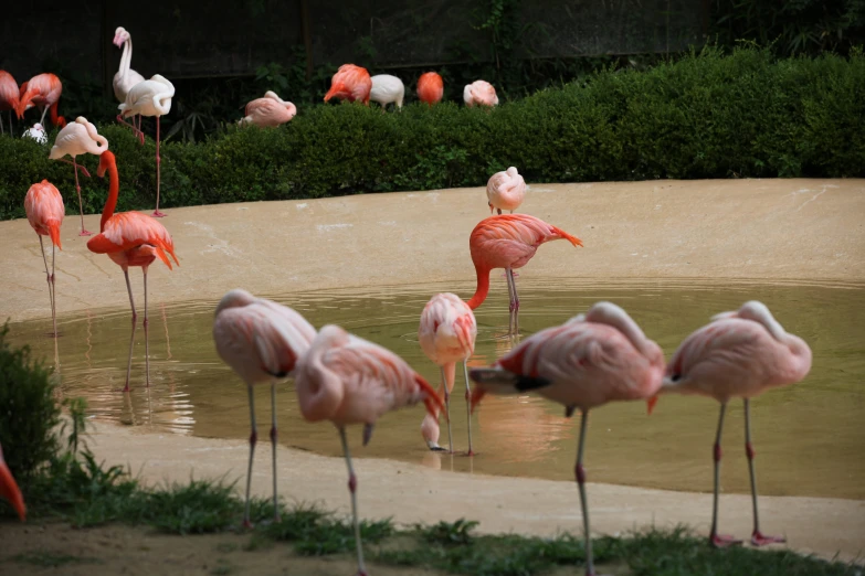 pink flamingos are standing in the pond and drinking