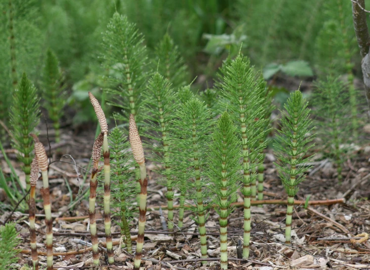 three young plants are growing next to each other in the woods