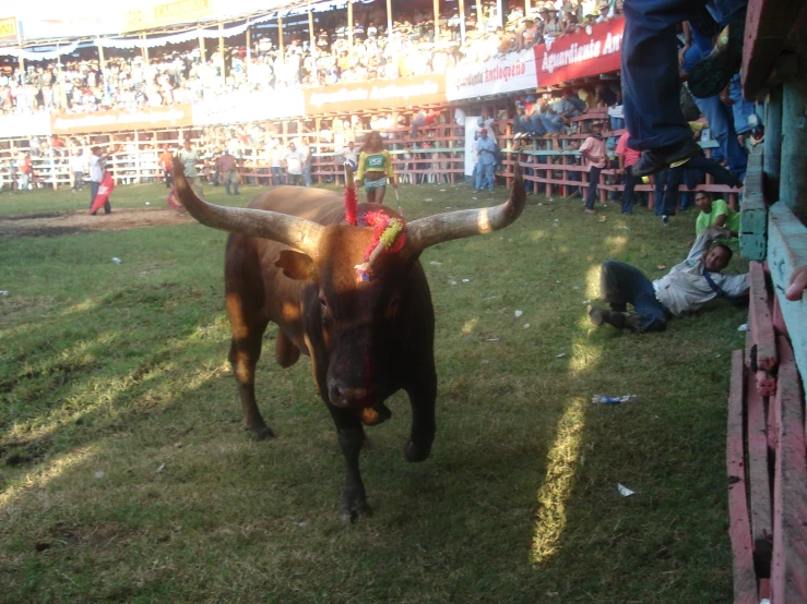a bull with big horns running around in an arena