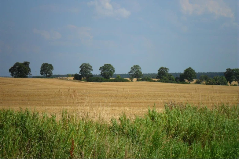 a large field with a few trees in the distance