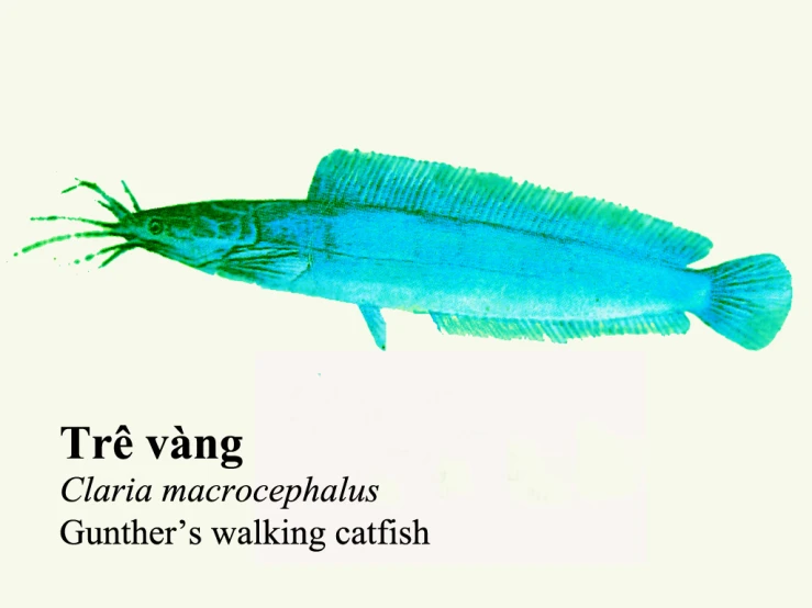 a drawing of a blue fish with caption from the book