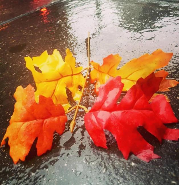 some leaves are laying on the sidewalk next to the water