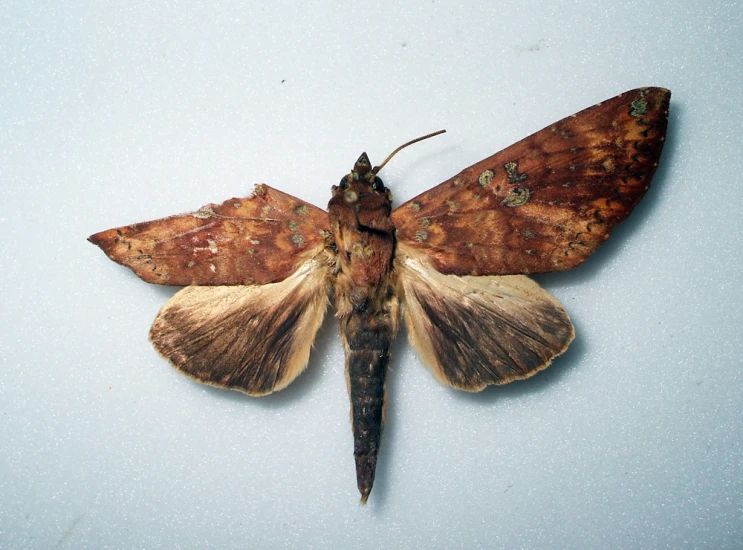 moth from above on white surface with speckles