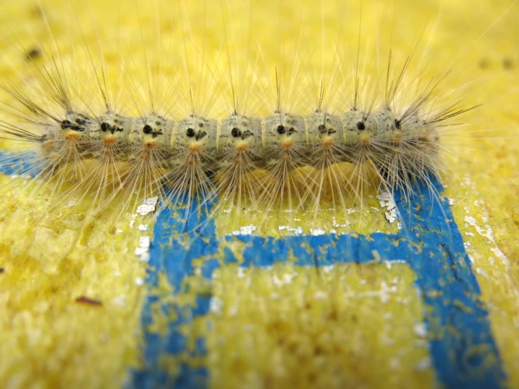 a large moth like animal with black dots on its back end