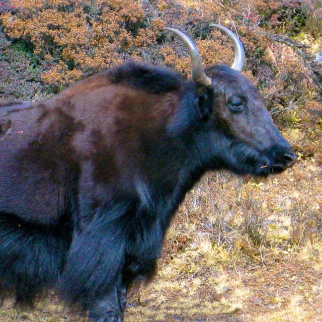 a horned animal looking into the distance with long horns