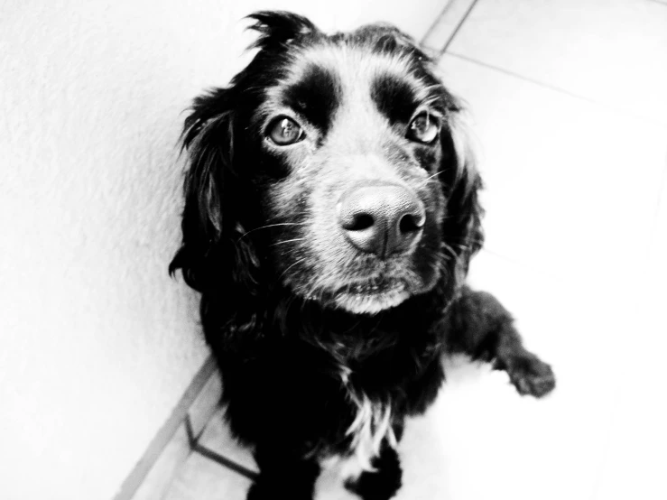 black dog with long legs sitting on tile floor