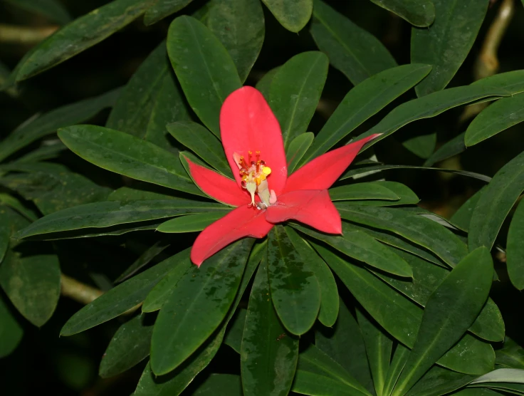 a flower in between green leaves and brown stems