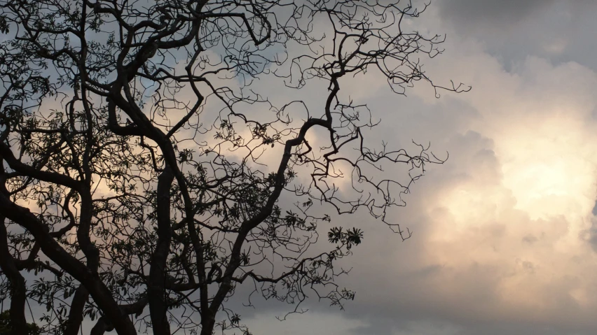 looking up at a tree with leaves and nches