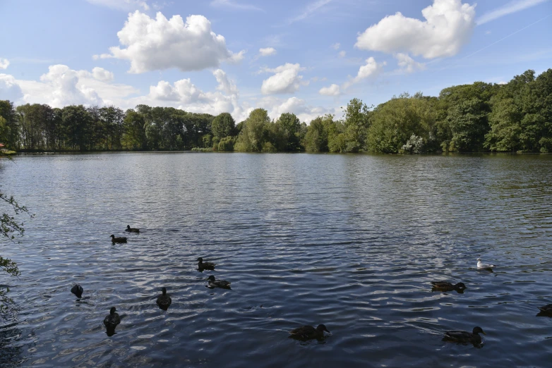 ducks on the water with green trees in the background