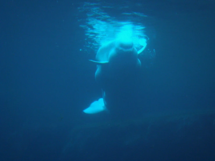 a woman that is under water with a surfboard