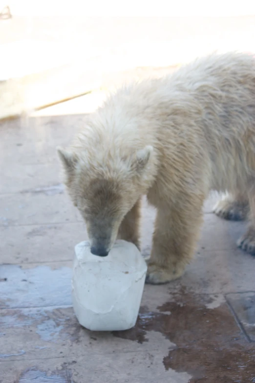 a bear standing next to a glass drinking