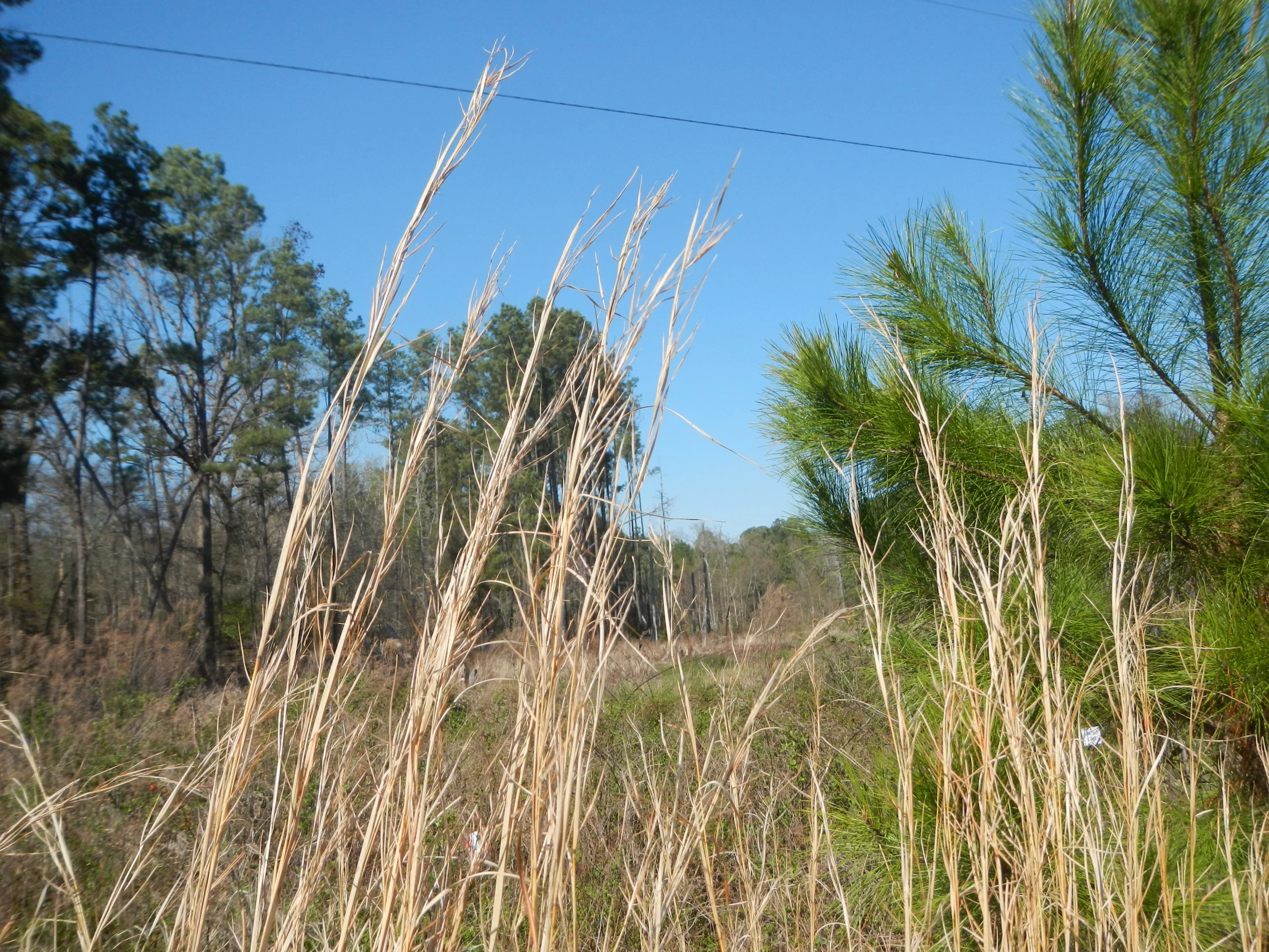 a field of tall grass sitting next to a forest