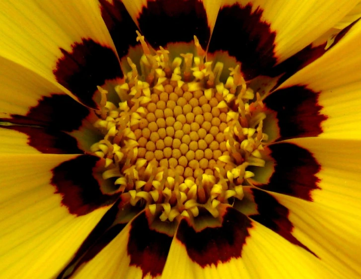 a yellow flower that has dark brown and yellow petals