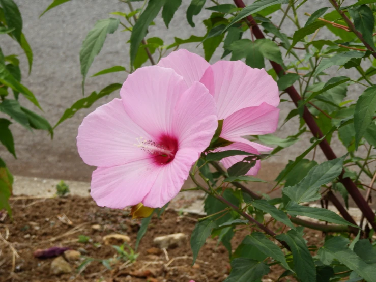 a pink flower in bloom next to some greenery