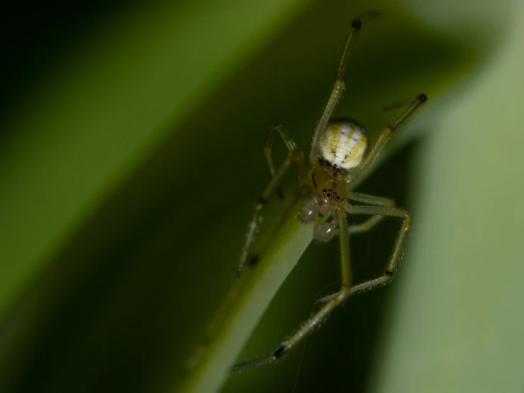 a close up po of a spider on a green leaf