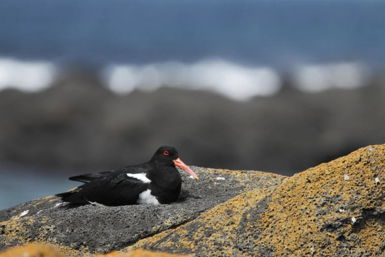 a bird sitting on the rock next to water