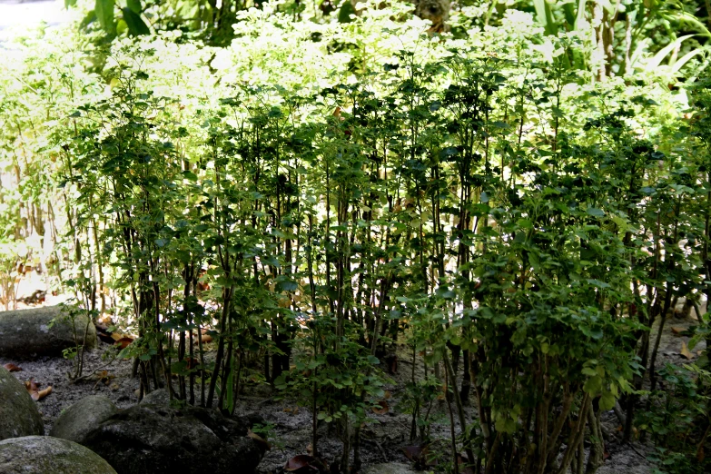 small green trees surrounded by stones and bushes