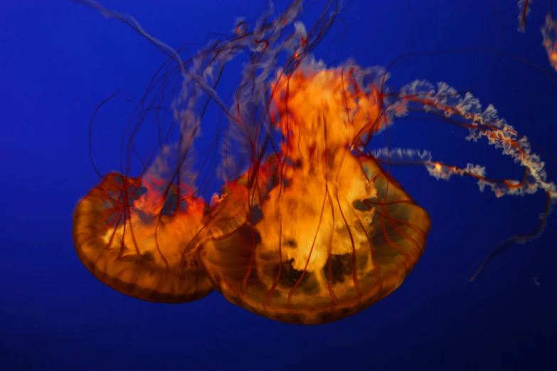 some orange jellyfish floating in a blue sea