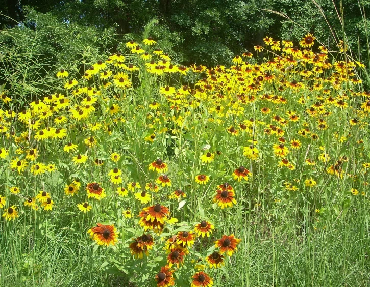 a lot of yellow and brown flowers sitting in the middle of a field