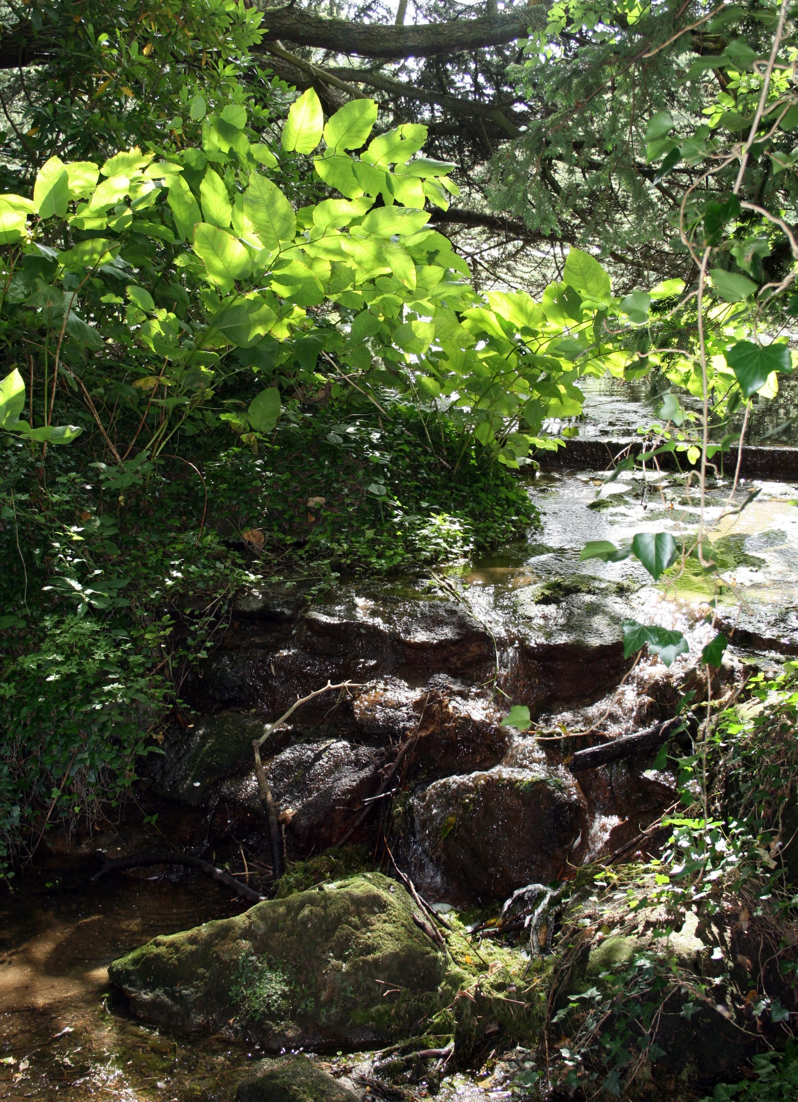 a stream in the woods on a sunny day