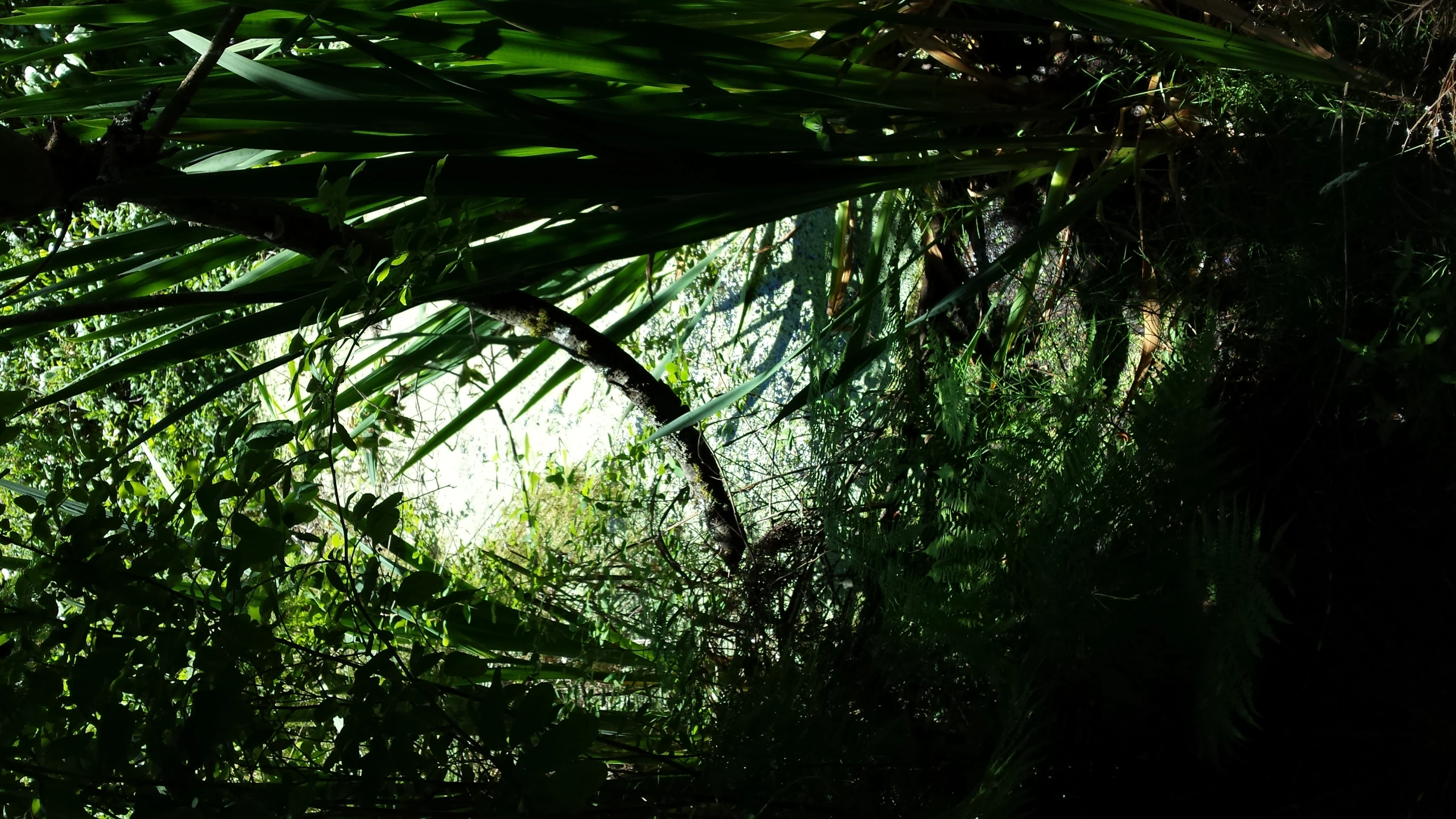 a stream running through lush green grass covered forest