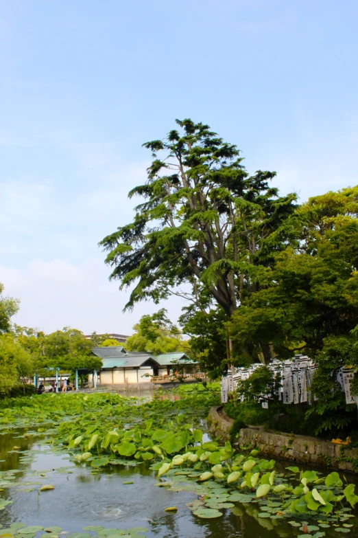 a beautiful pond with lily pads in the foreground