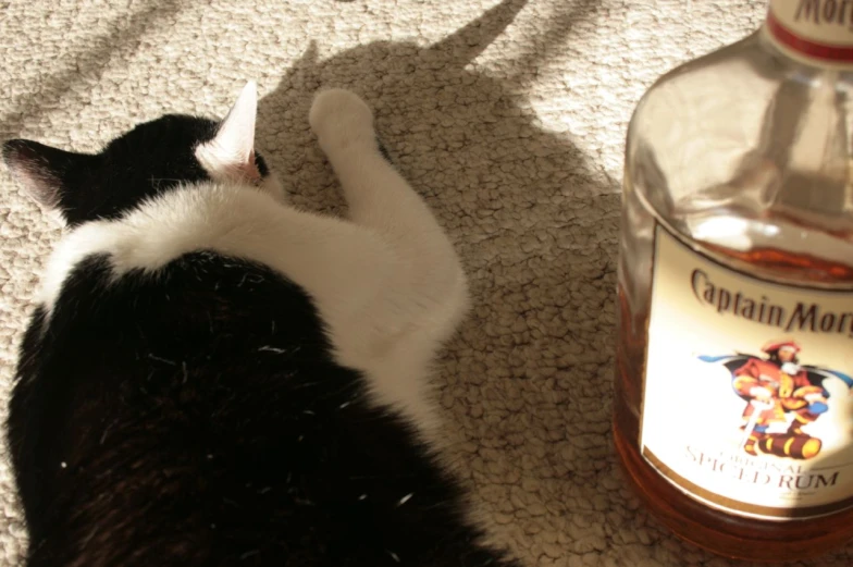 a cat laying on the floor next to a bottle of gin