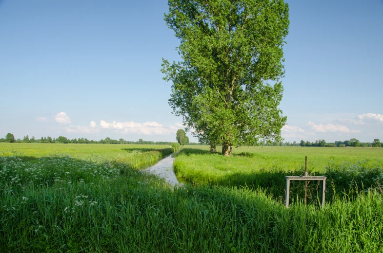 a lone tree is standing in the middle of a grass land