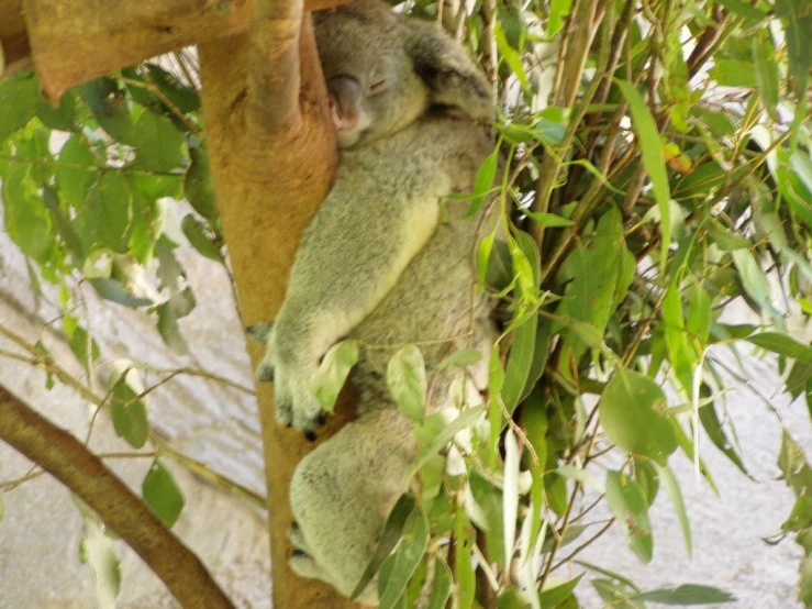 a baby koala is curled up in a tree