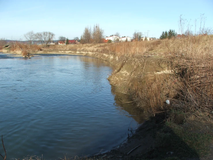 a body of water is surrounded by brush