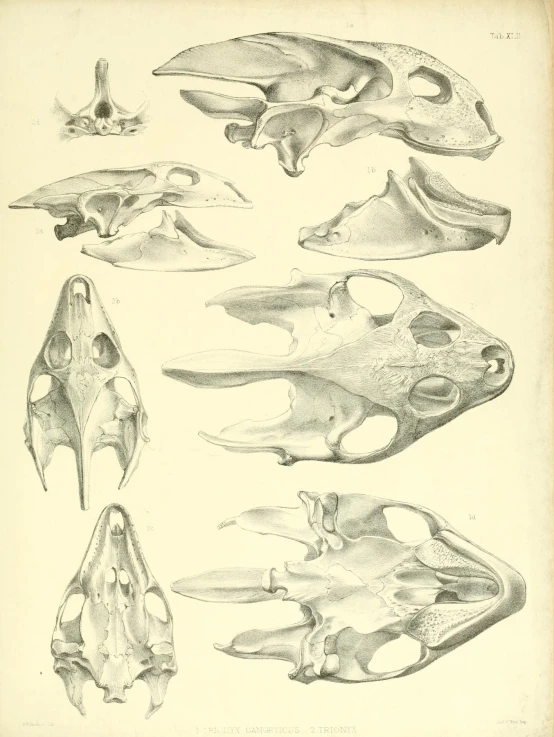 an old antique book page has different animal skeletons