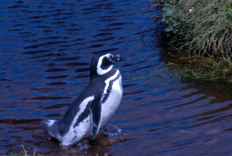 the penguin is playing in the water by itself