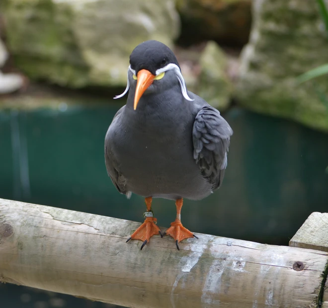 a black and orange bird standing on a nch near a pond