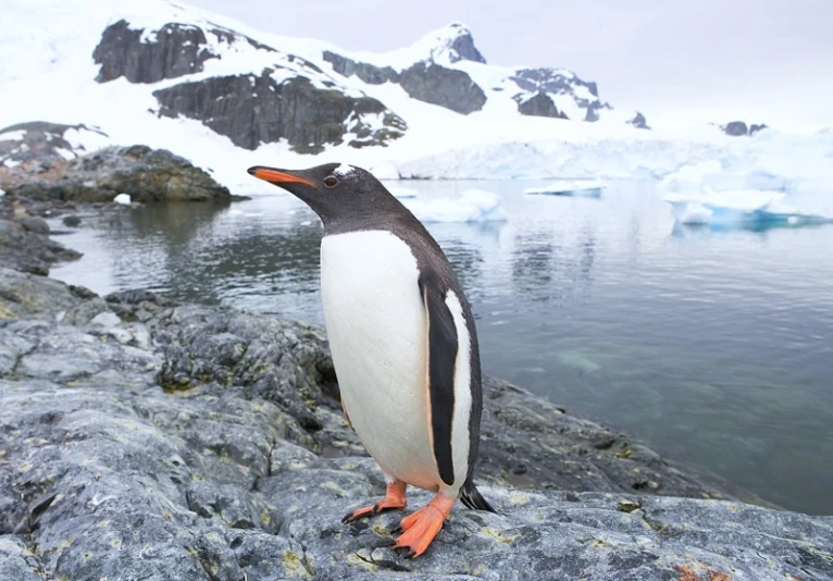 a penguin stands on some rocks near some water