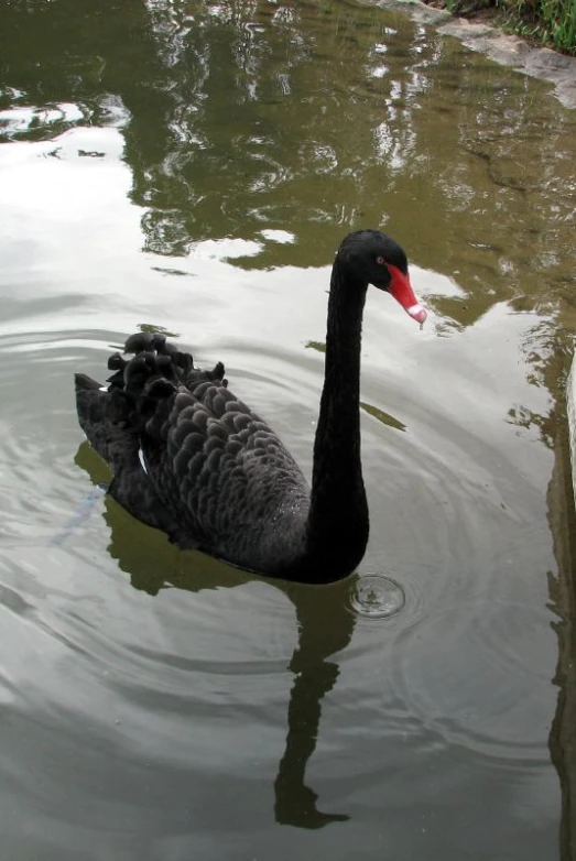 a black bird with its head under the water