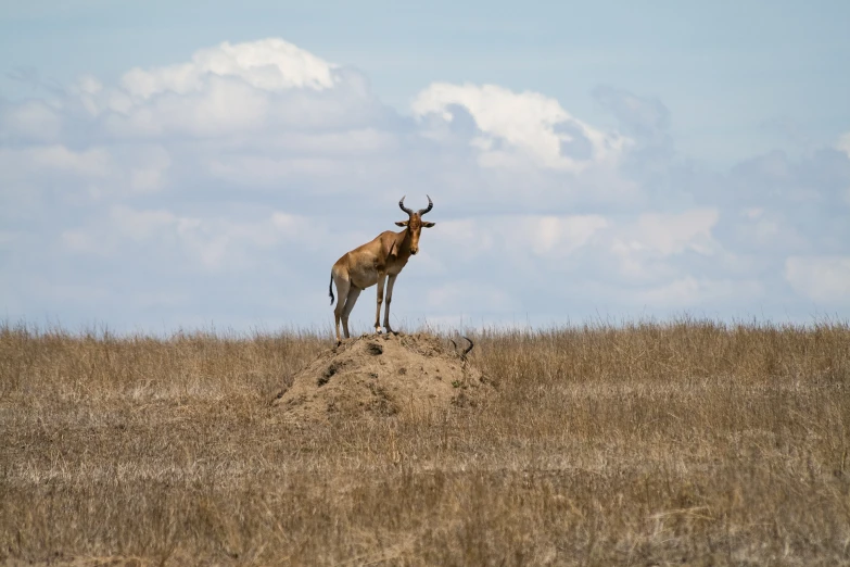 a wild animal standing on top of a dry grass hill