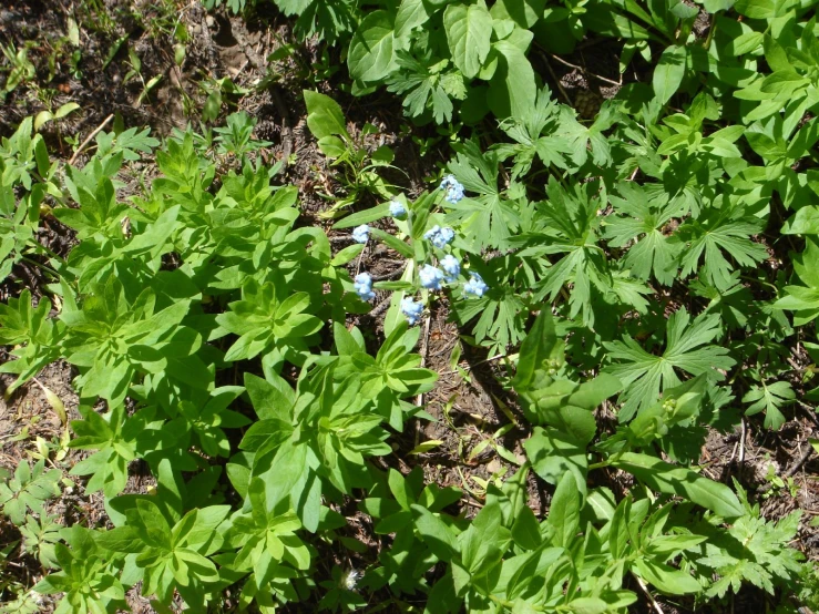 a field with some blue flowers growing on the grass