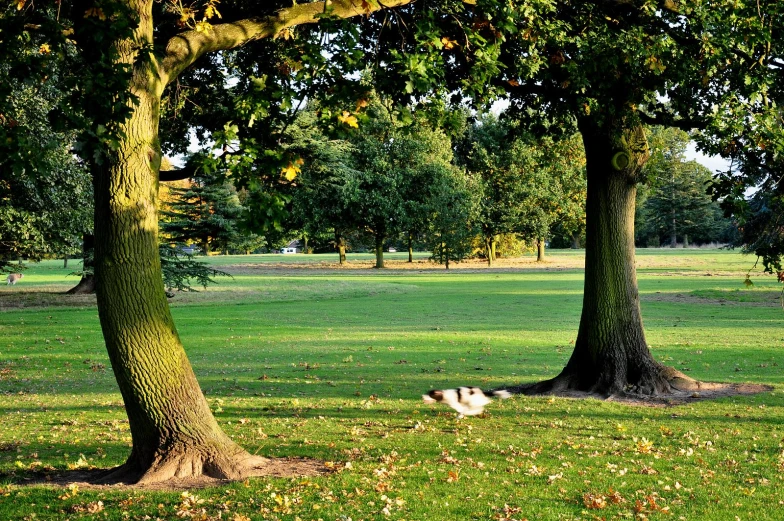 two large trees in a grassy area that has fallen leaves