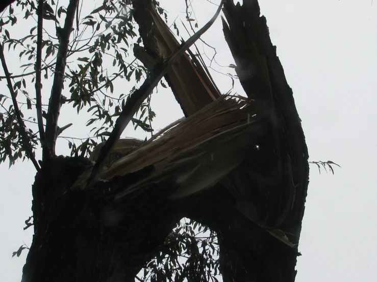 an animal's paw is hanging out on a tree