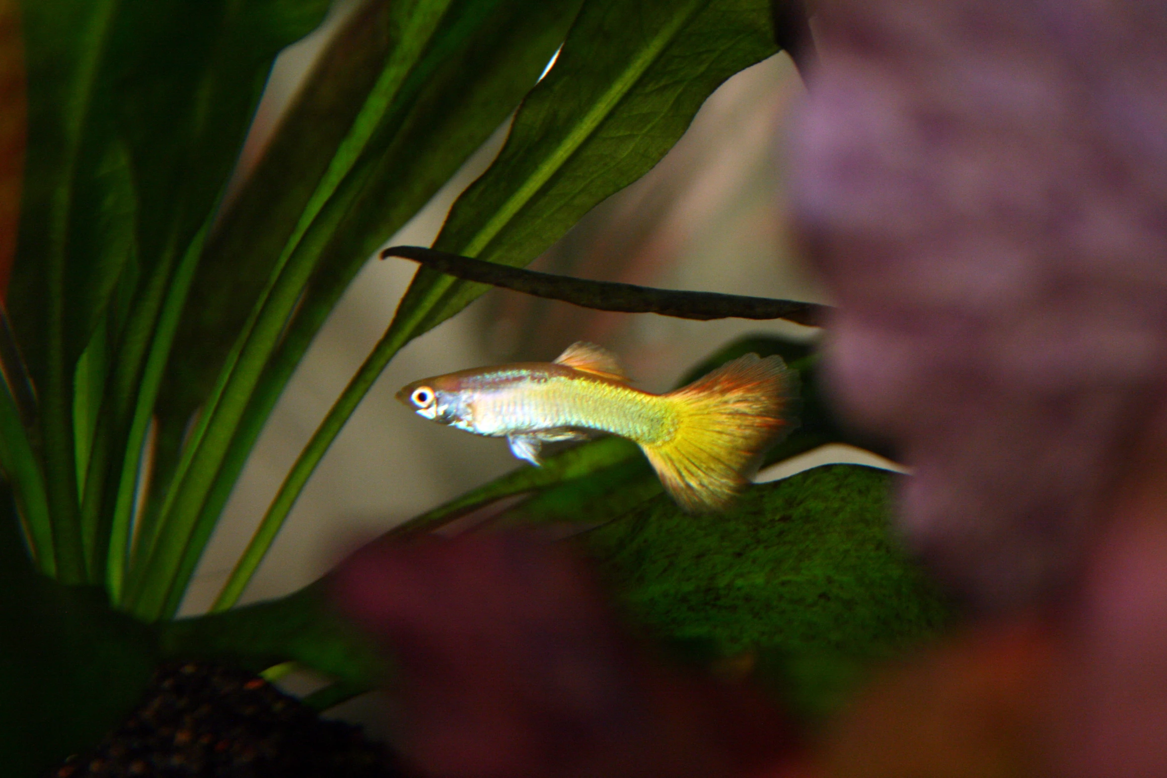 a fish that is sitting on a plant