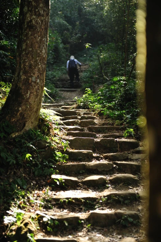 the man is climbing up the stairs in the woods