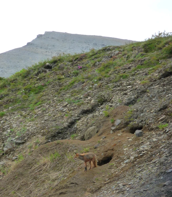 a mountain goat that is in the grass