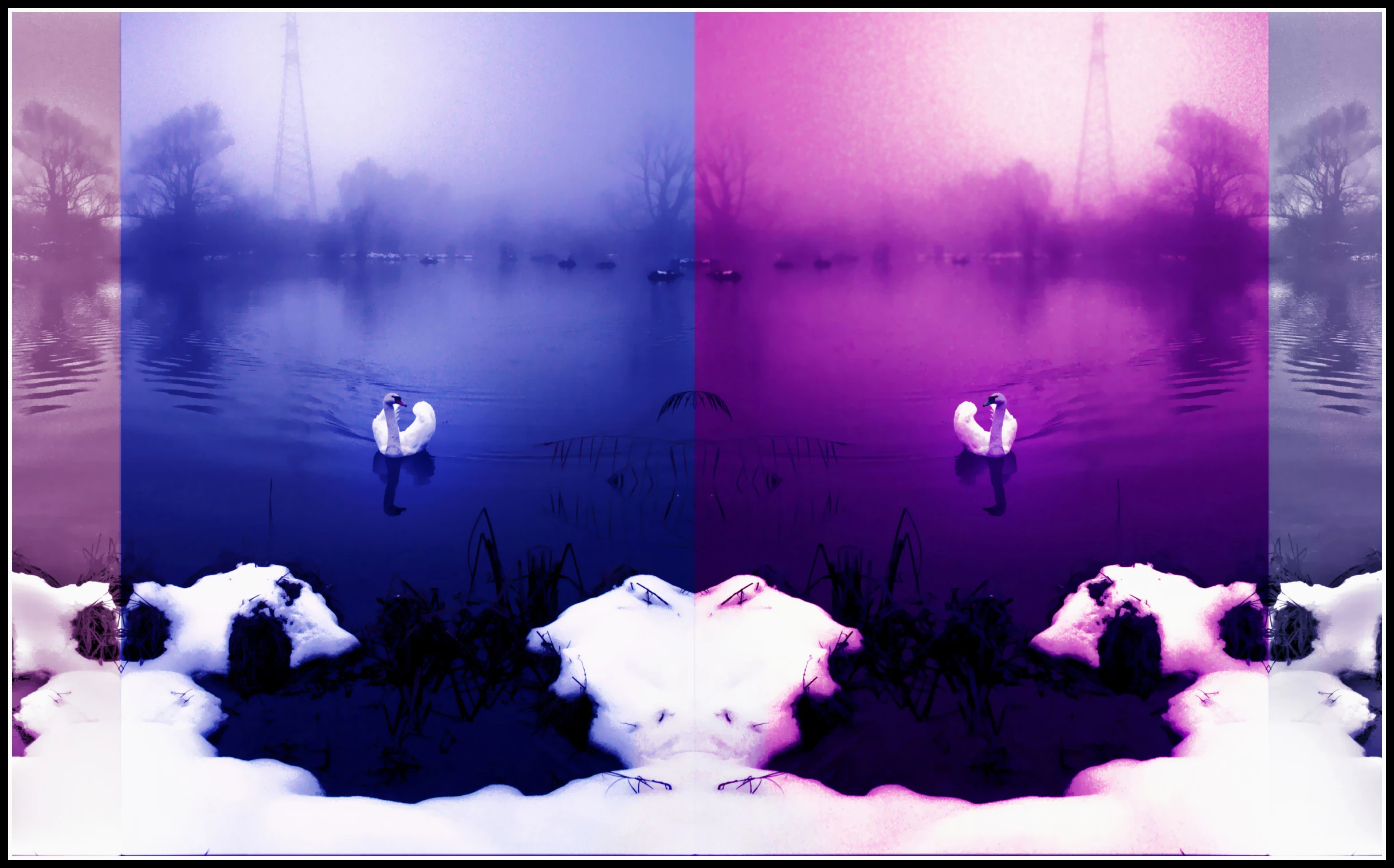 two different images of two swans in a lake