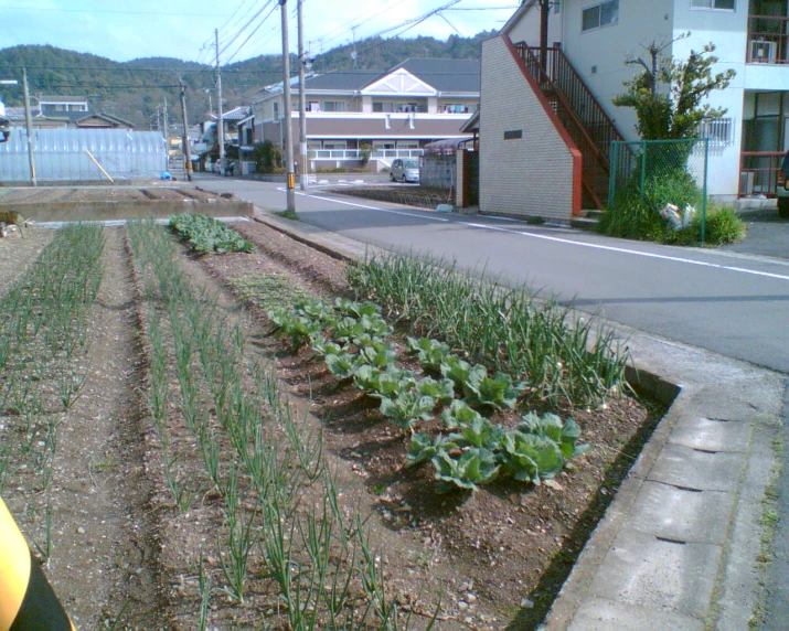a street view of some green plants by some buildings