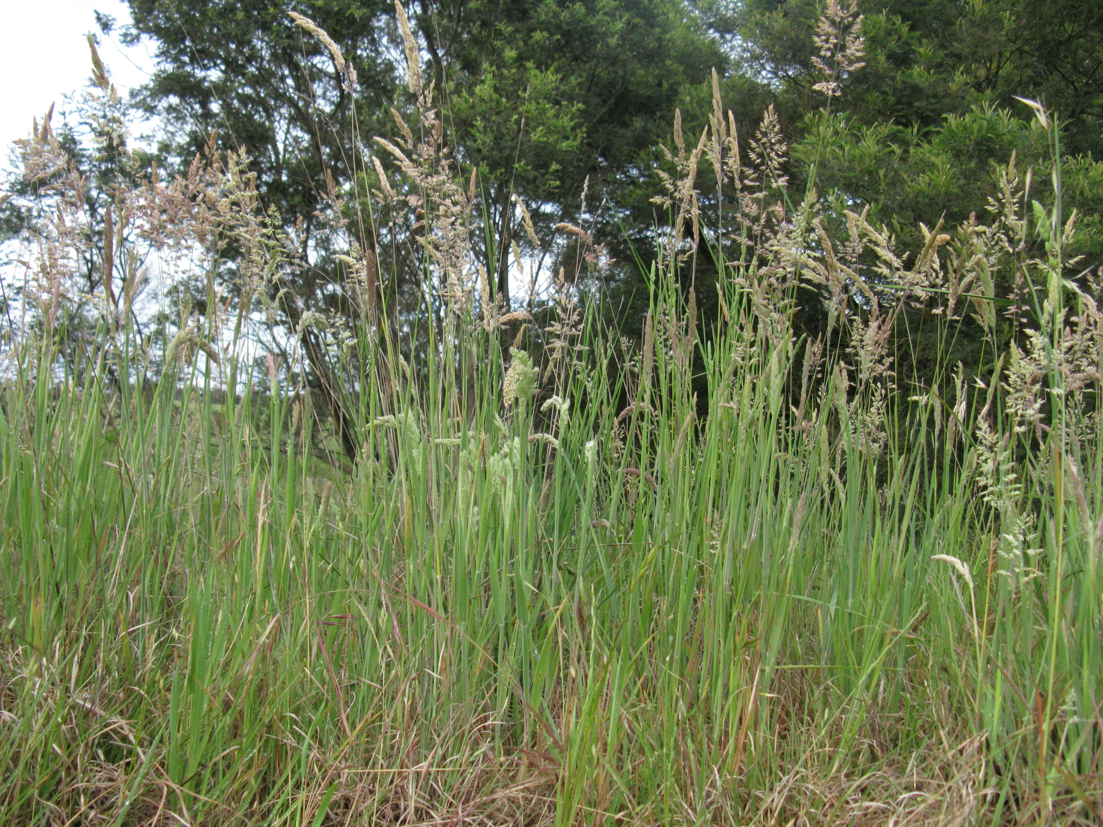 a field filled with lots of tall green grass