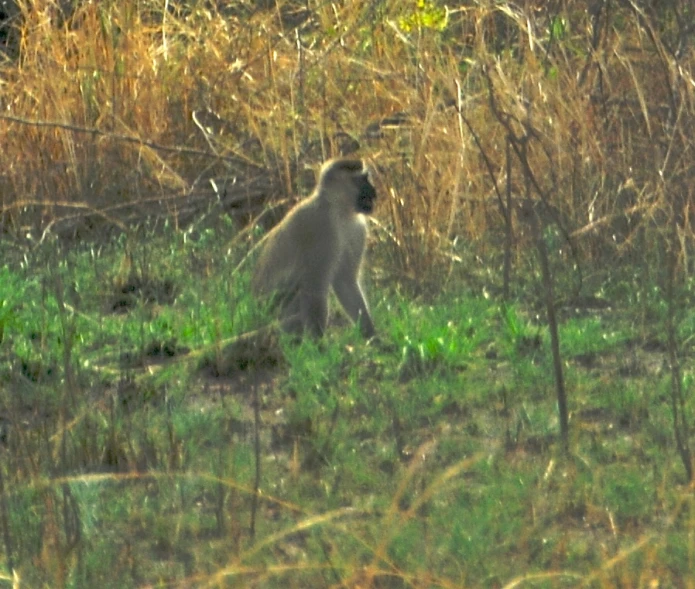 the monkey is sitting down in the field