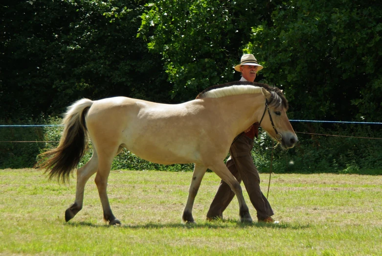 a man wearing a hat walks with a horse through the grass