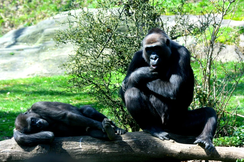 an adult gorilla is next to a baby gorilla on a tree trunk
